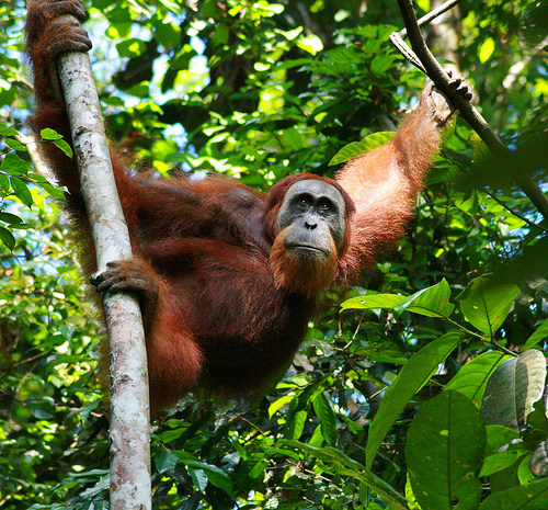 Orangutan: image not available